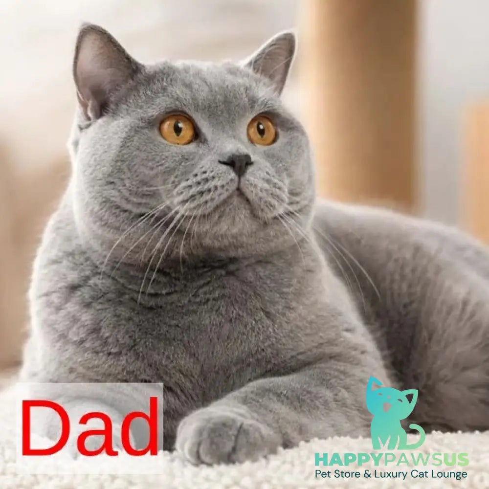 Yula Scottish Fold female blue silver tabby - live animals