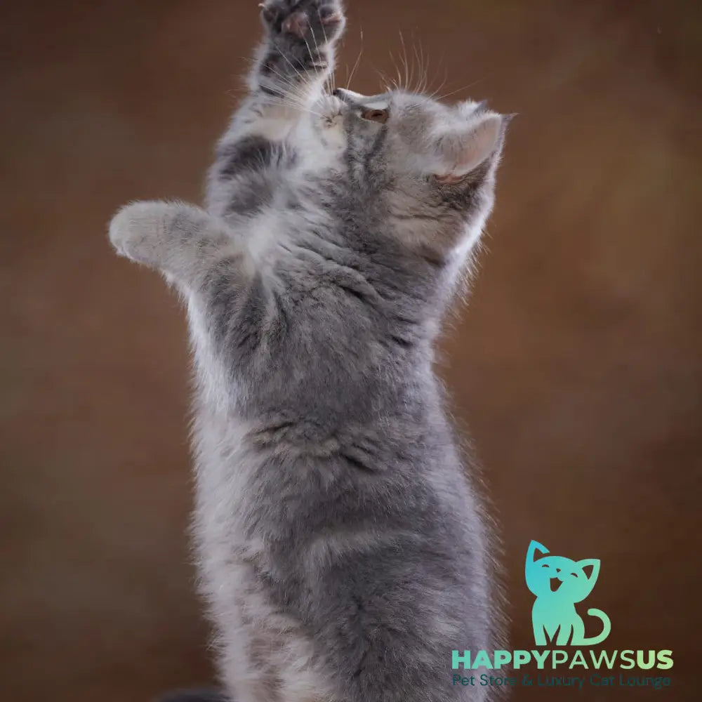 Yula Scottish Fold female blue silver tabby - live animals