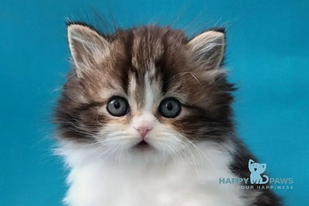 Yulian Scottish Straight male black tabby bicolour live animals