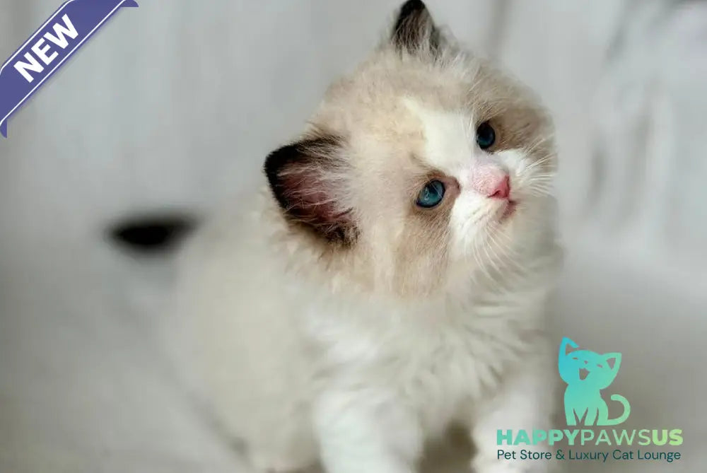 Yulik Ragdoll male black bicolour - live animals