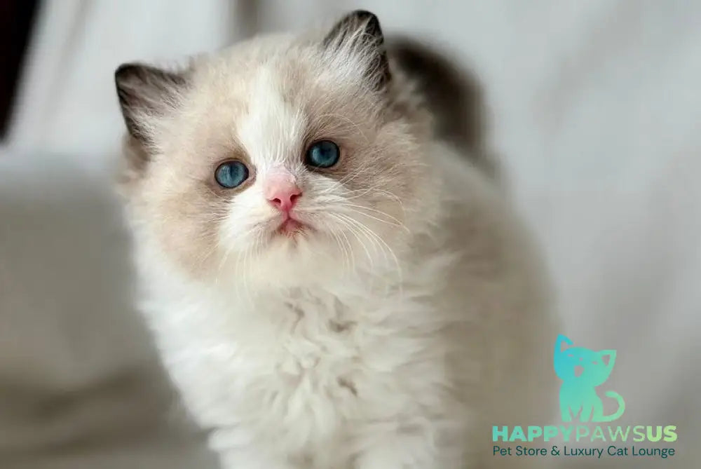 Yulik Ragdoll male black bicolour - live animals