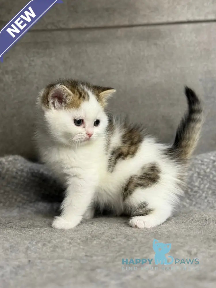 Yulka British Shorthair female bicolour tabby with white - live animals