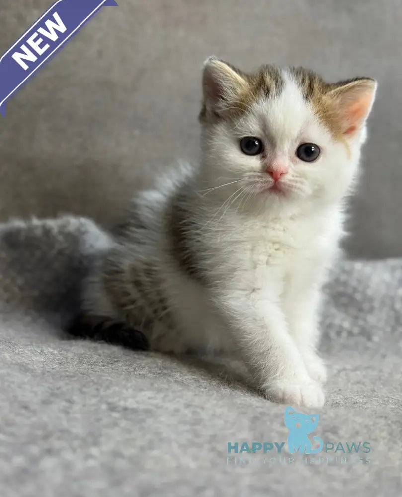 Yulka British Shorthair female bicolour tabby with white - live animals