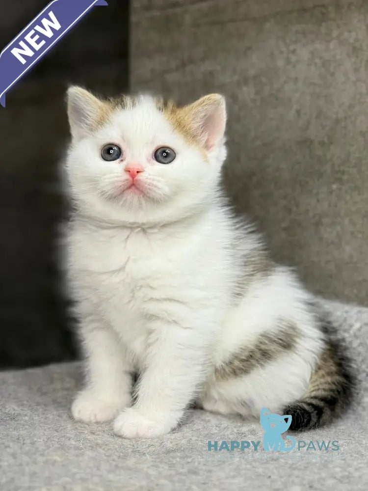 Yulka British Shorthair female bicolour tabby with white - live animals