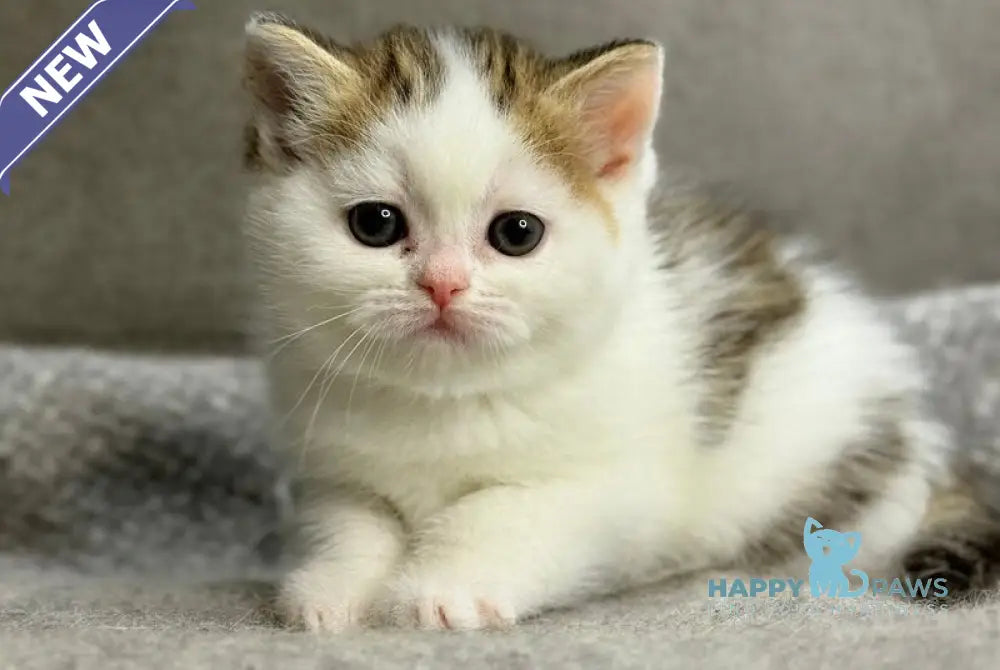 Yulka British Shorthair female bicolour tabby with white - live animals