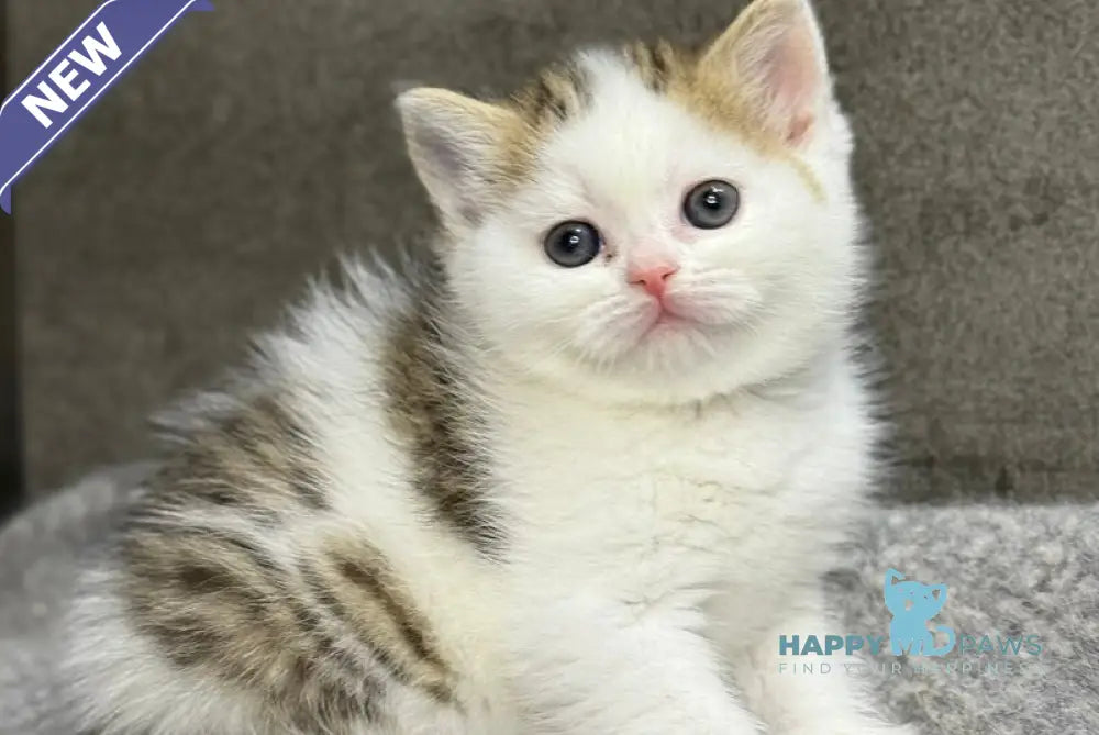 Yulka British Shorthair female bicolour tabby with white - live animals