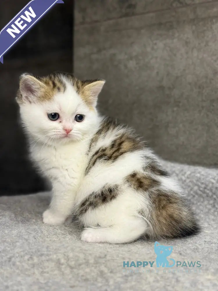 Yulka British Shorthair female bicolour tabby with white - live animals