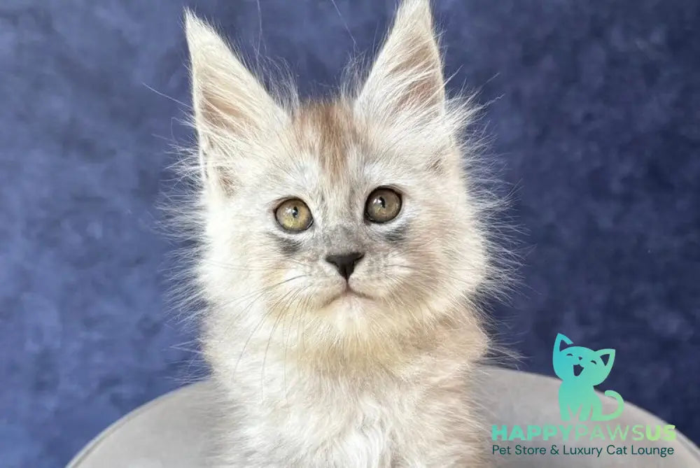Yum Yum Maine Coon male black silver - live animals