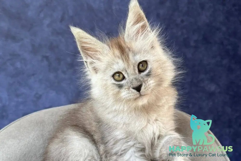 Yum Yum Maine Coon male black silver - live animals