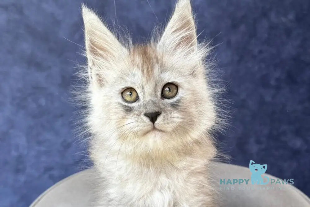 Yum Yum Maine Coon male black silver - live animals