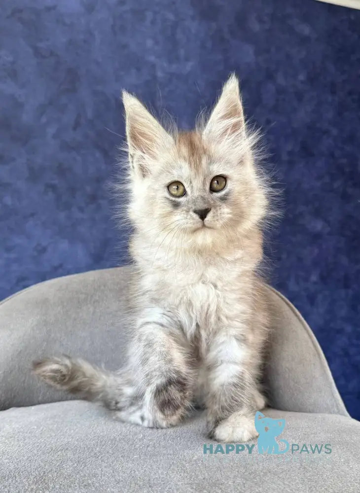 Yum Yum Maine Coon male black silver - live animals