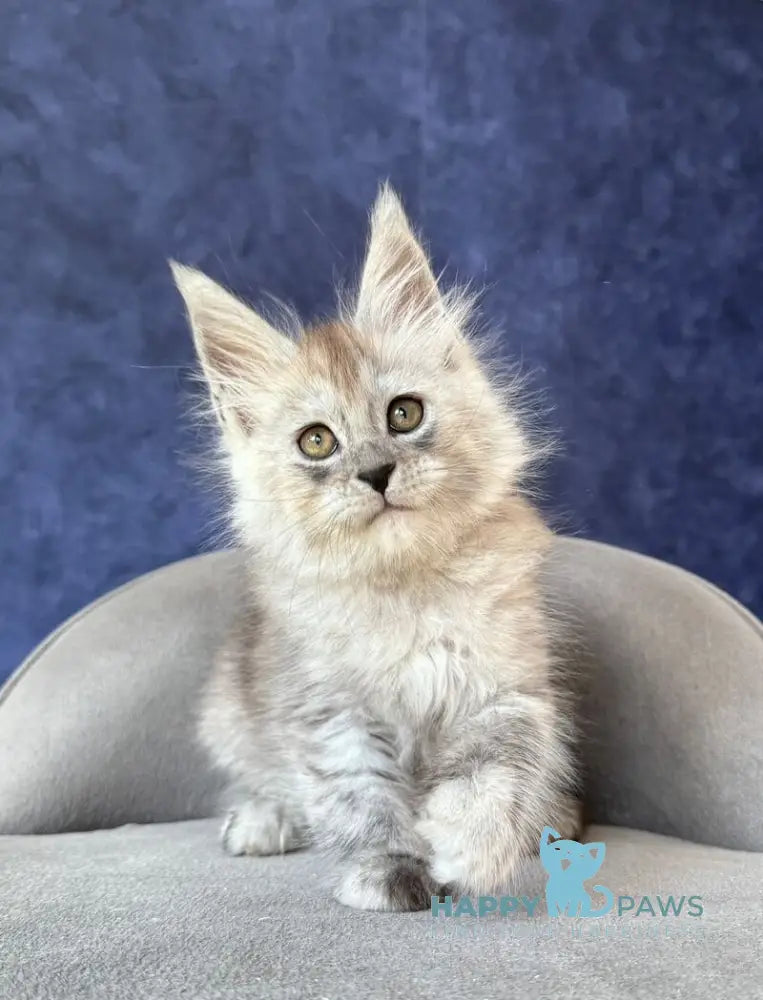 Yum Yum Maine Coon male black silver - live animals