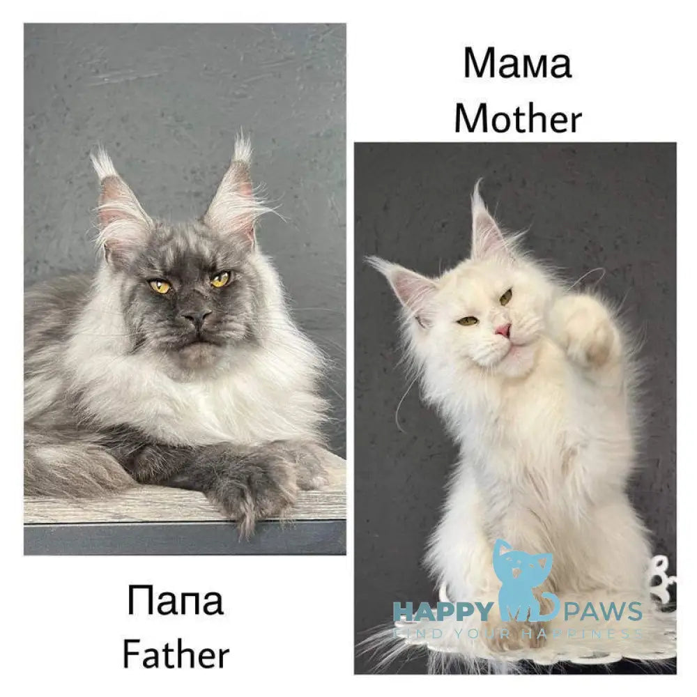 Yum Yum Maine Coon male black silver - live animals