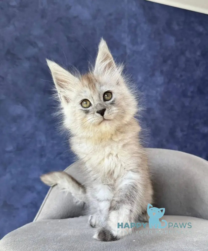Yum Yum Maine Coon male black silver - live animals
