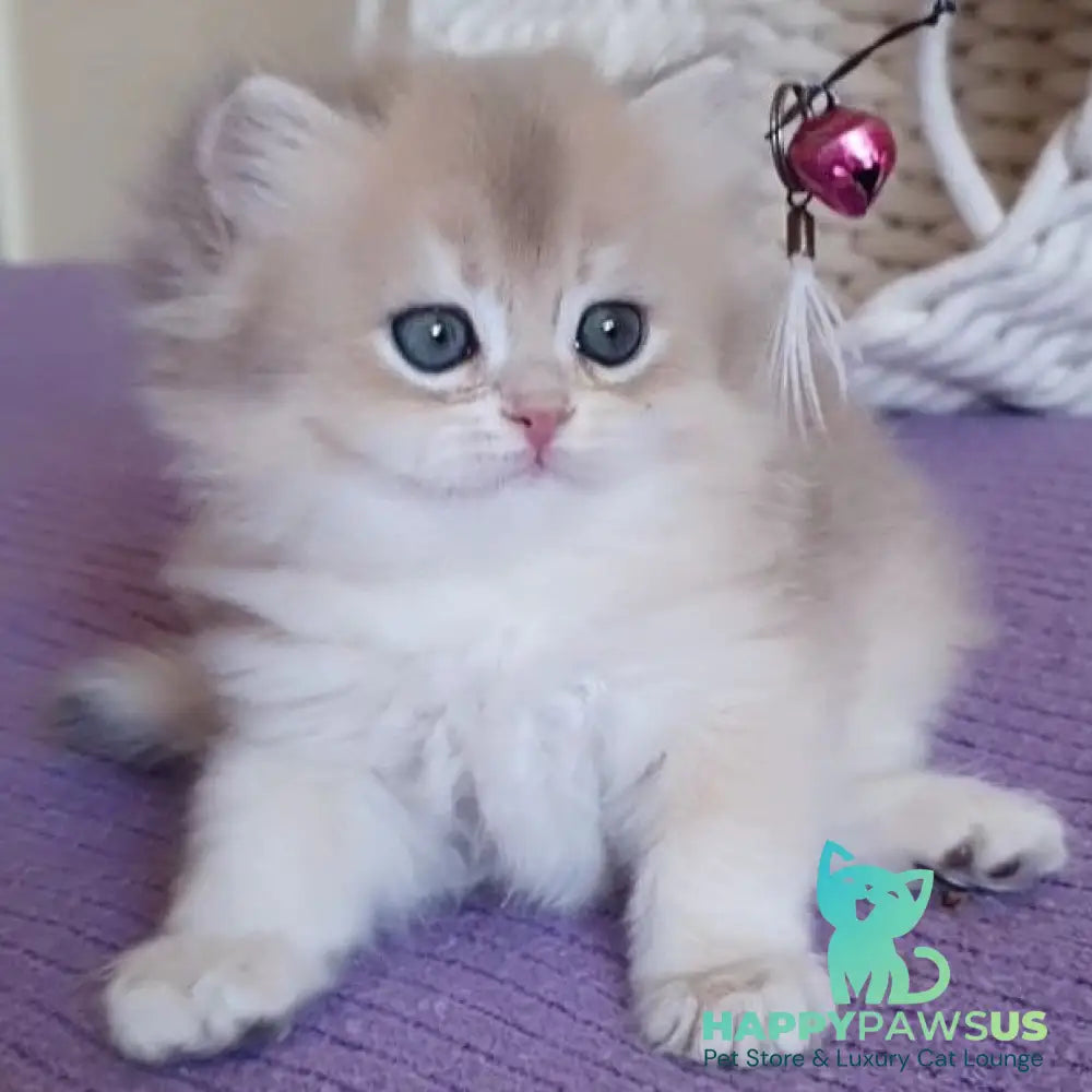 Yumi British Longhair male blue golden chinchilla - live animals