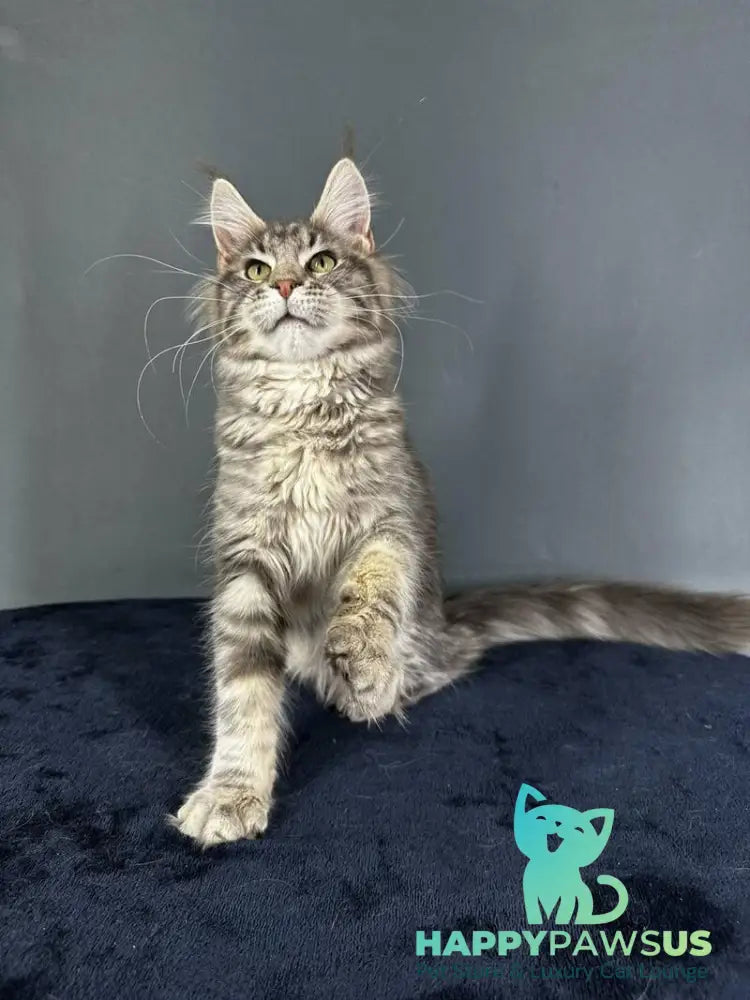 Yumira Maine Coon female blue silver tabby - live animals