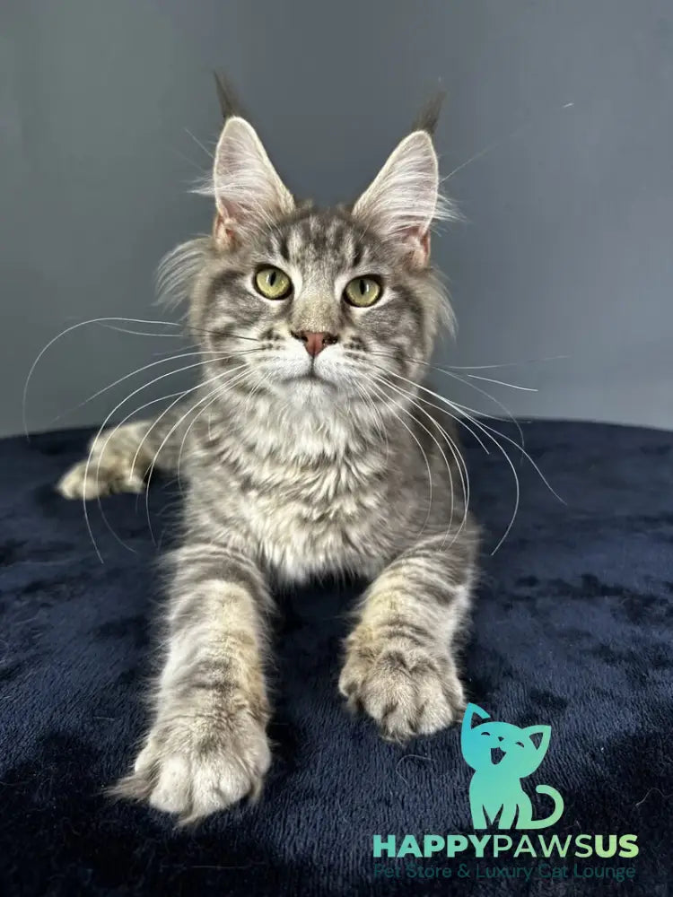 Yumira Maine Coon female blue silver tabby - live animals