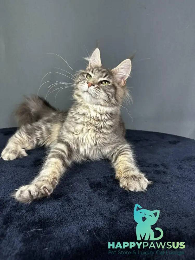 Yumira Maine Coon female blue silver tabby - live animals