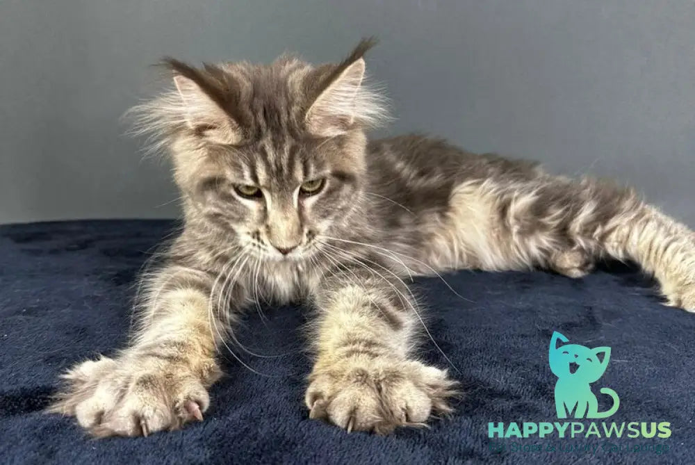 Yumira Maine Coon female blue silver tabby - live animals