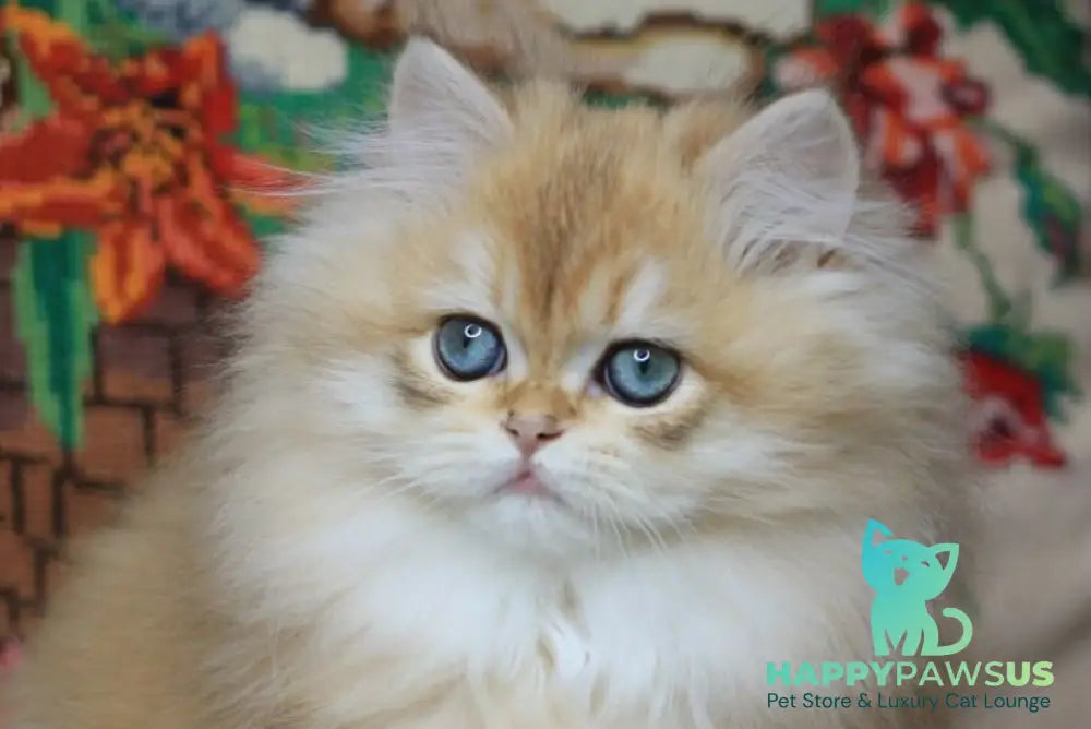 Yummi British Longhair female chocolate golden chinchilla live animals