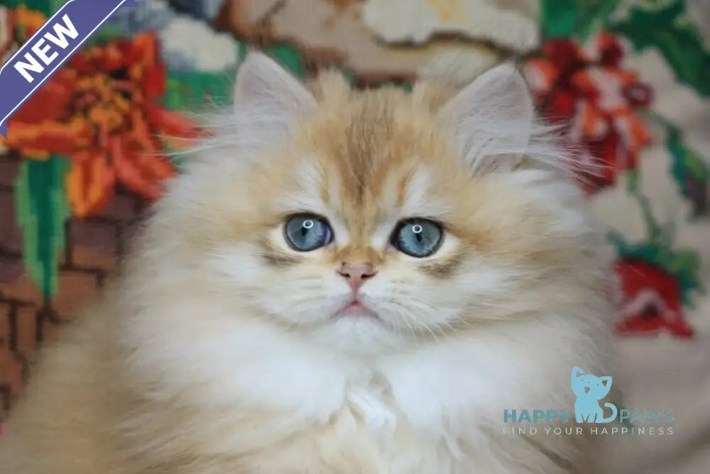 Yummi British Longhair female chocolate golden chinchilla live animals