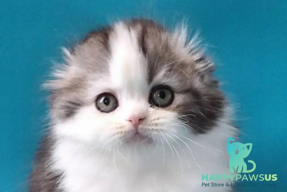 Yummi Scottish Fold male black silver tabby bicolour live animals