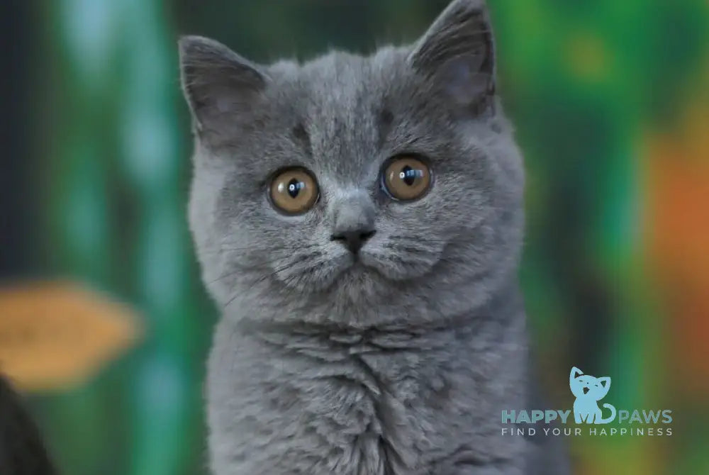 Yummy British Shorthair female blue live animals