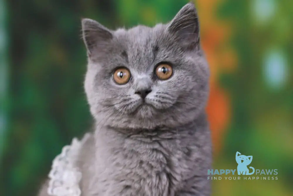 Yummy British Shorthair female blue live animals