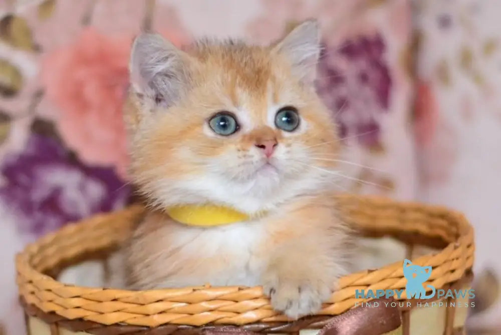 Yummy British Shorthair male chocolate golden shaded live animals