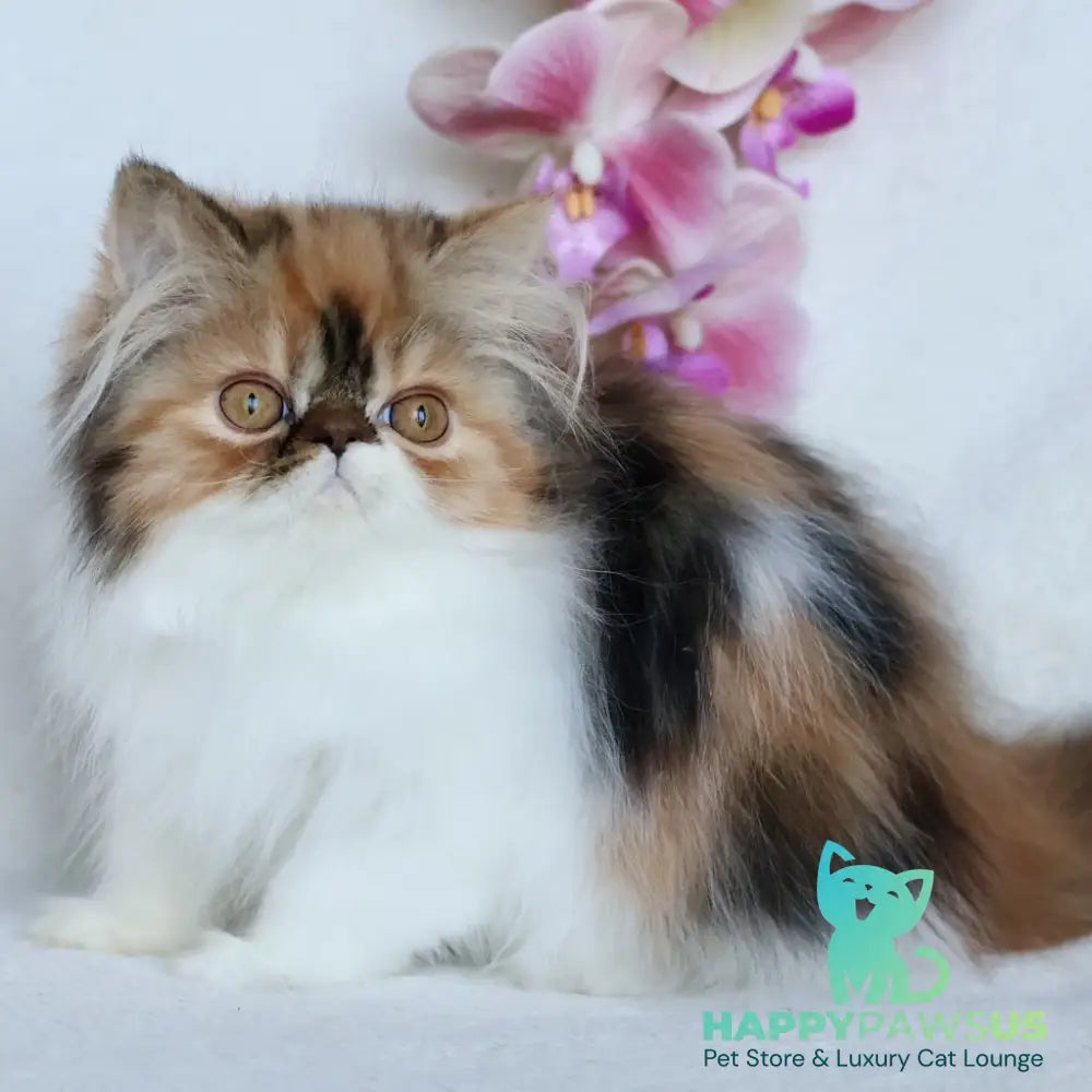 Yummy Persian female black tortie bicolour - live animals