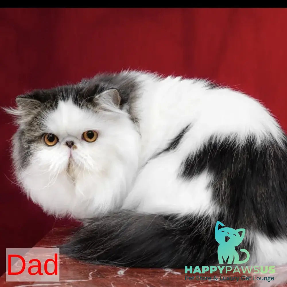 Yummy Persian female black tortie bicolour - live animals