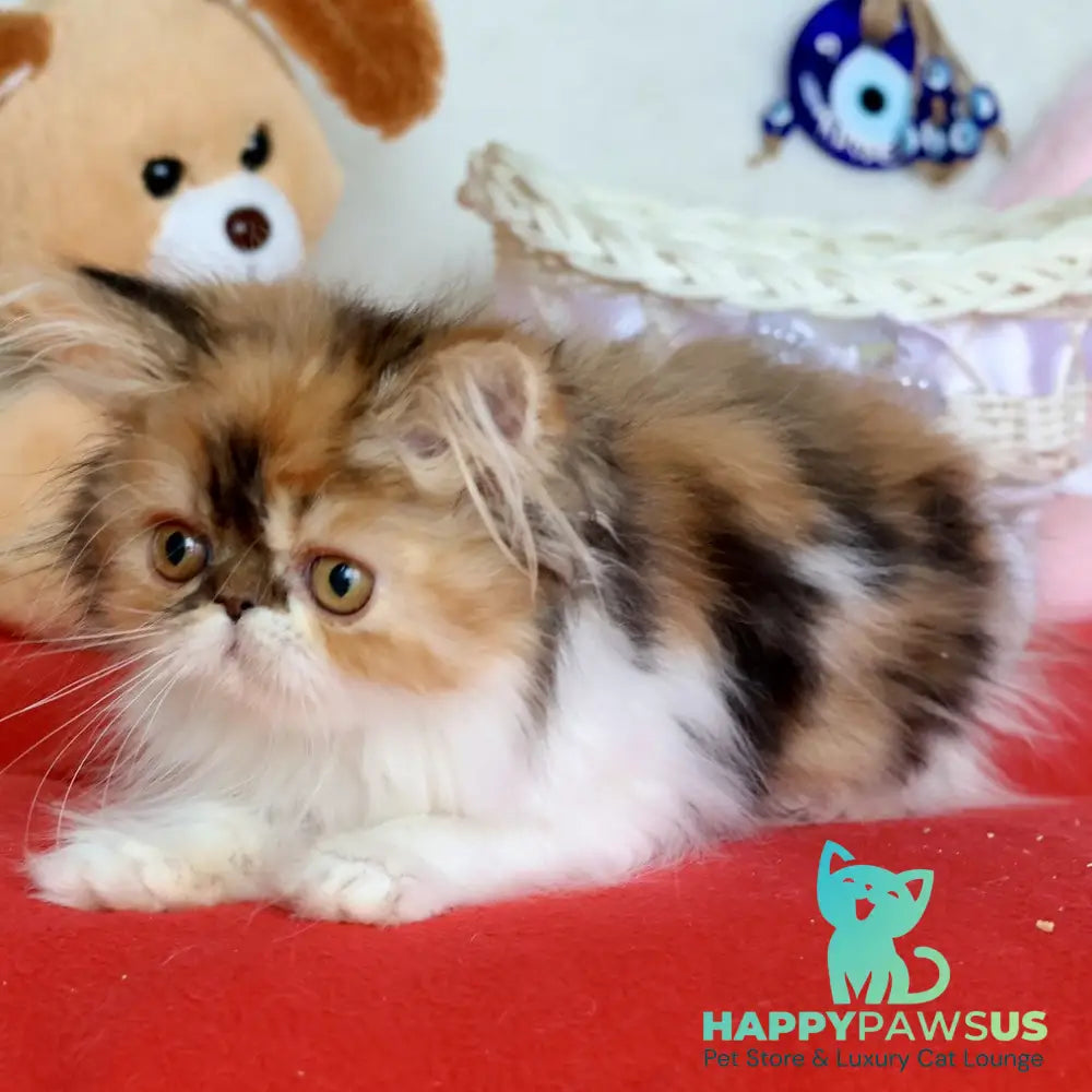 Yummy Persian female black tortie bicolour - live animals