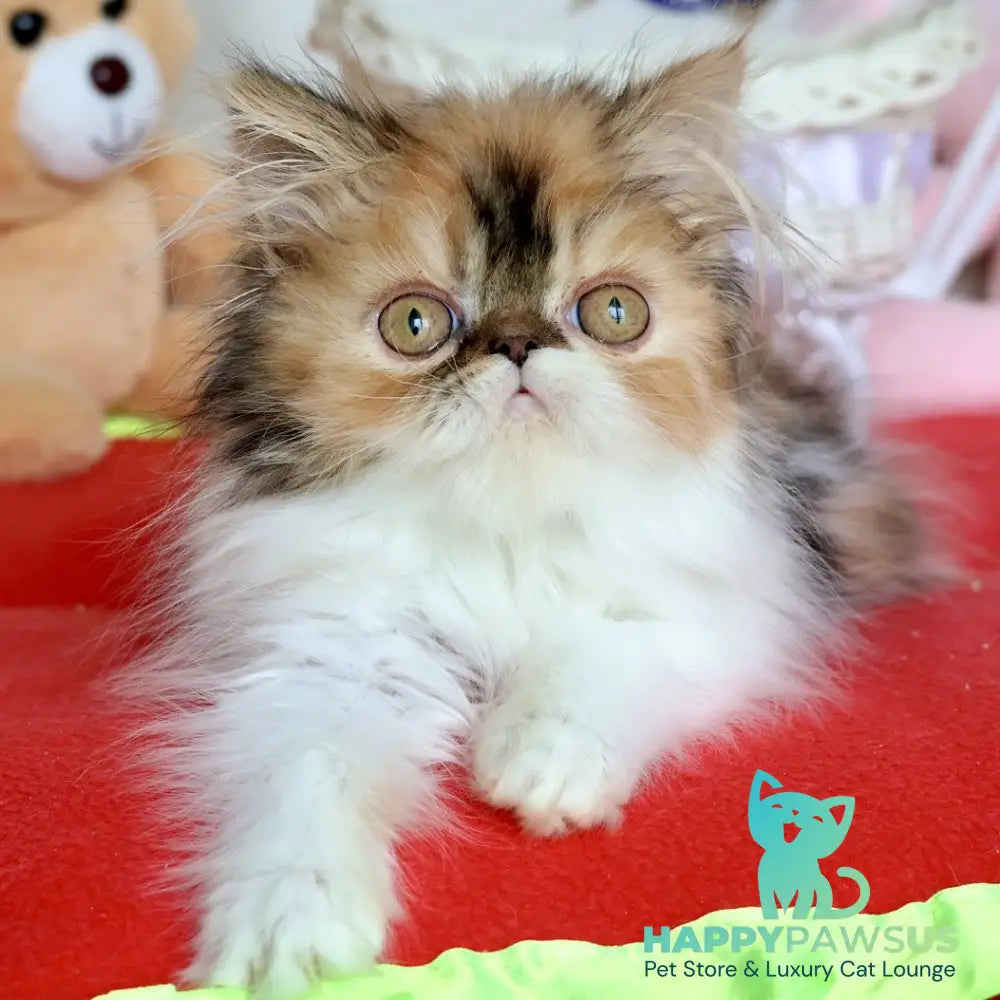 Yummy Persian female black tortie bicolour - live animals