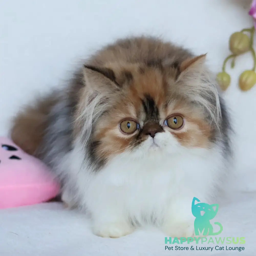 Yummy Persian female black tortie bicolour - live animals