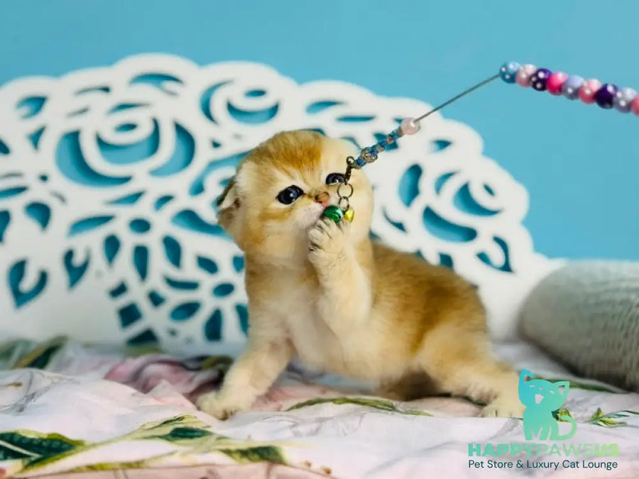 Yummy Scottish Fold male black golden shaded - live animals