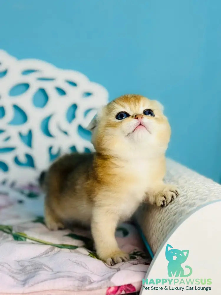 Yummy Scottish Fold male black golden shaded - live animals