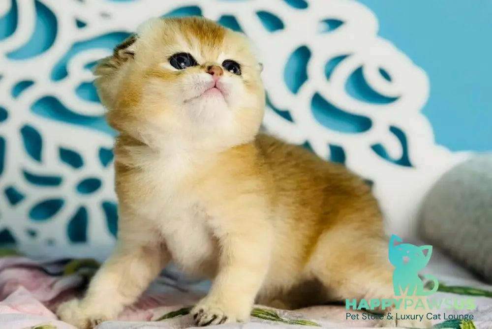 Yummy Scottish Fold male black golden shaded - live animals