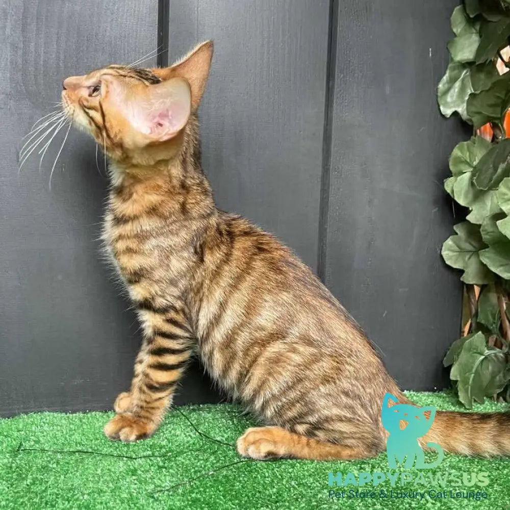 Yun Toyger male brown tabby - live animals