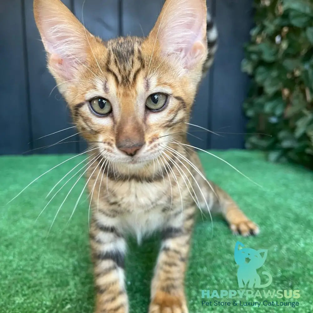 Yun Toyger male brown tabby - live animals