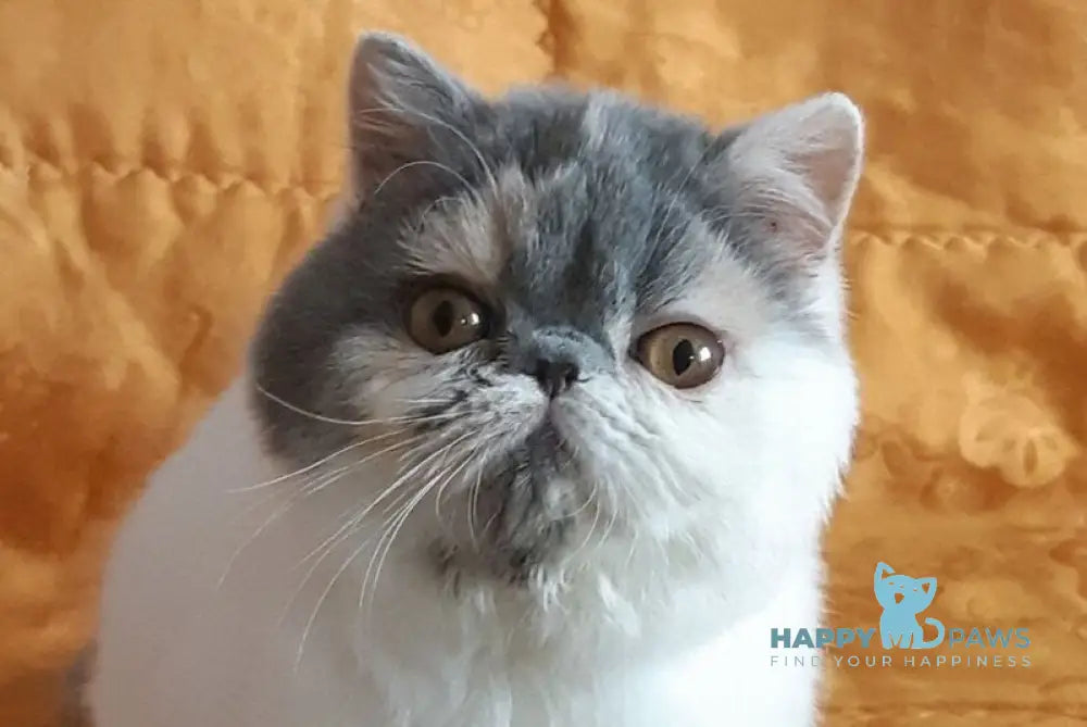 Yuna Exotic female, blue tortie van | Happy Paws US