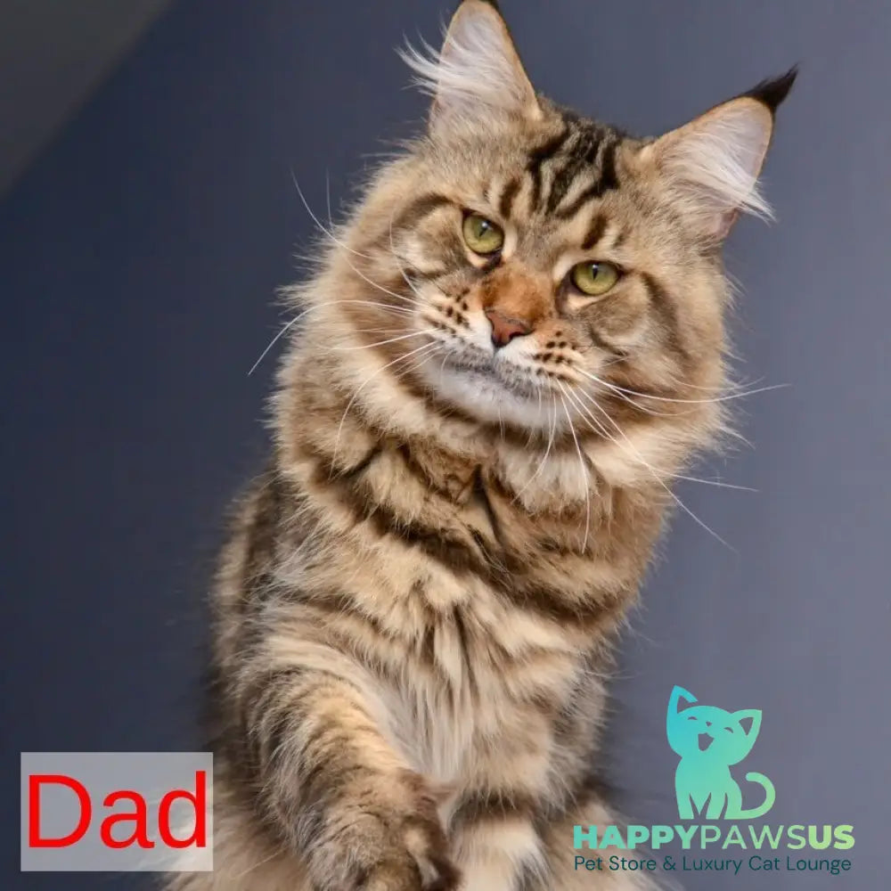 Yuna Maine Coon female black tabby - live animals