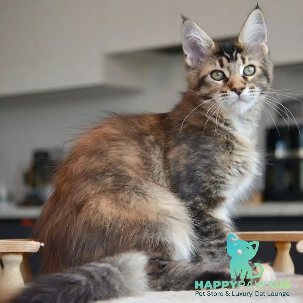 Yuna Maine Coon female black tabby - live animals