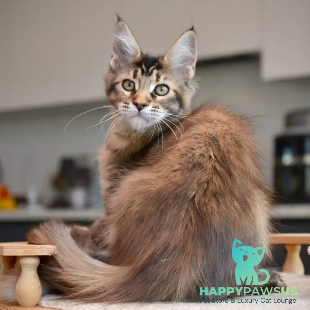 Yuna Maine Coon female black tabby - live animals