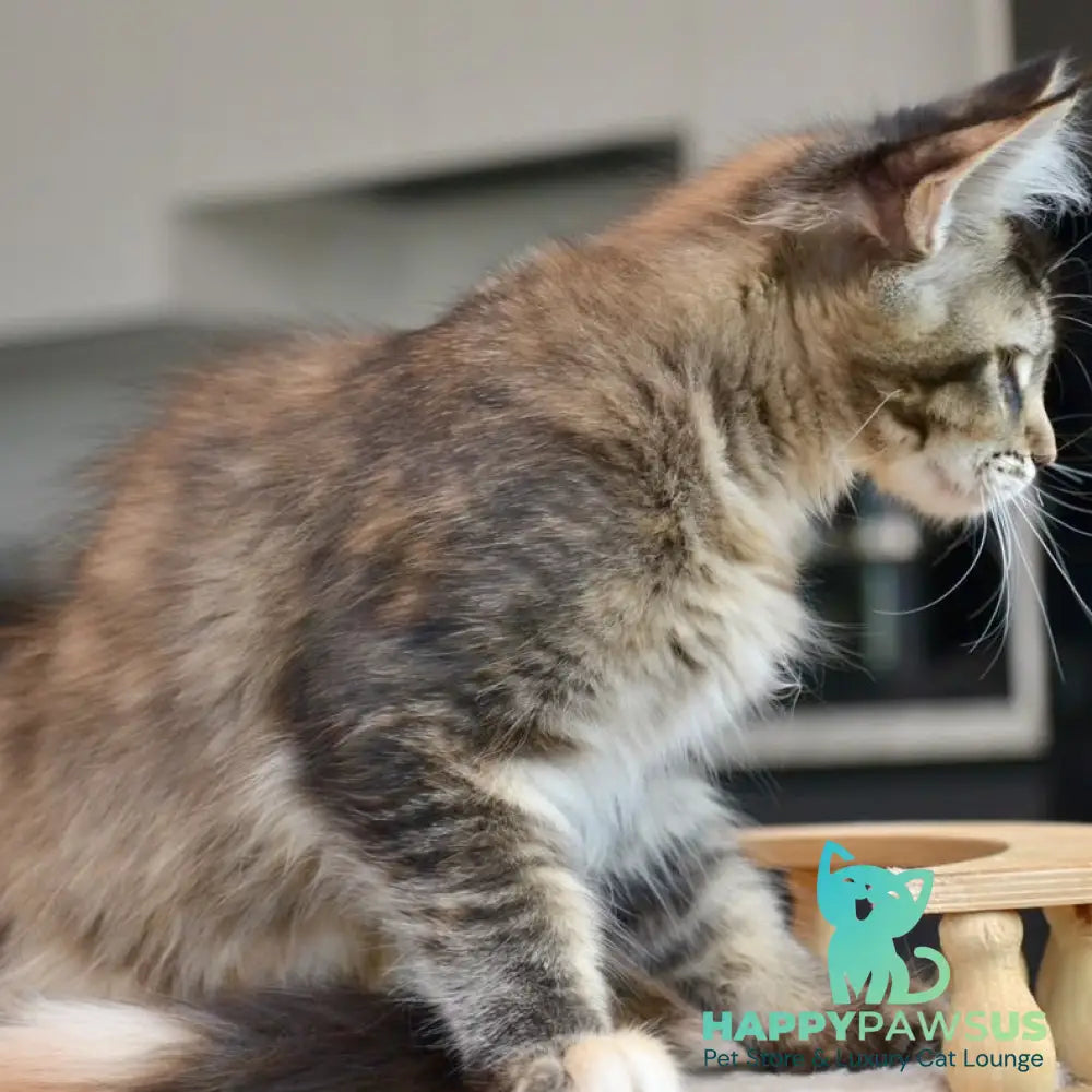 Yuna Maine Coon female black tabby - live animals
