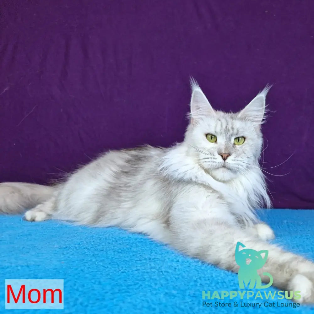 Yuna Maine Coon female blue with white - live animals