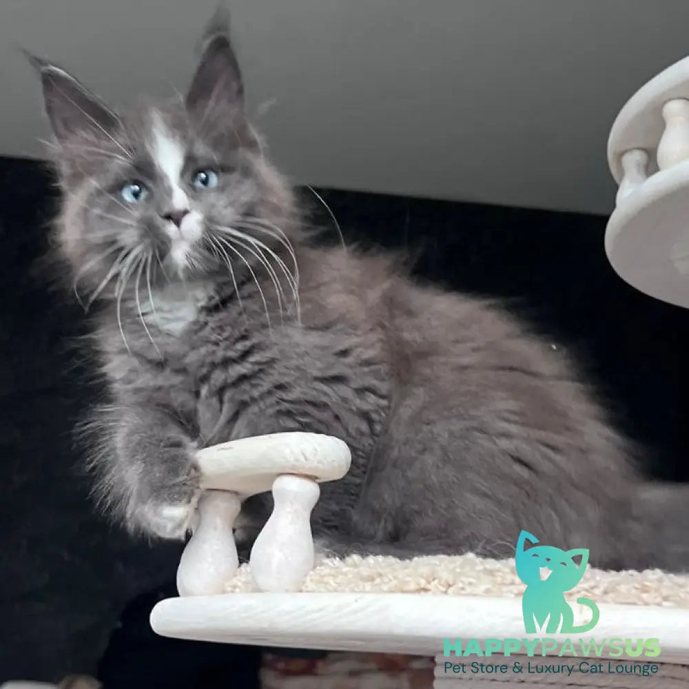 Yuna Maine Coon female blue with white - live animals