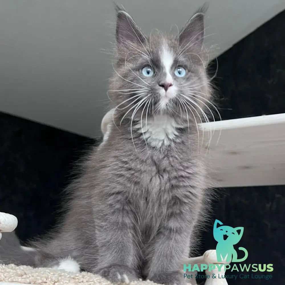 Yuna Maine Coon female blue with white - live animals