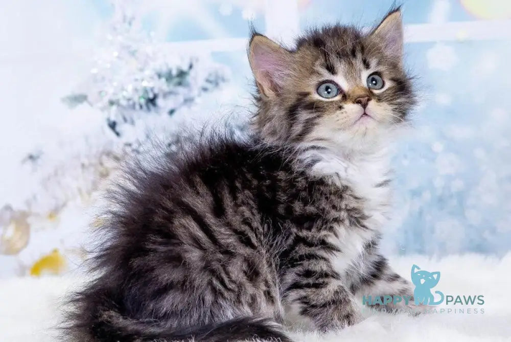 Yunior Siberian male black bicolour spotted tabby live animals