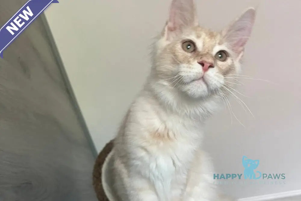 Yunus Maine Coon male cream silver live animals