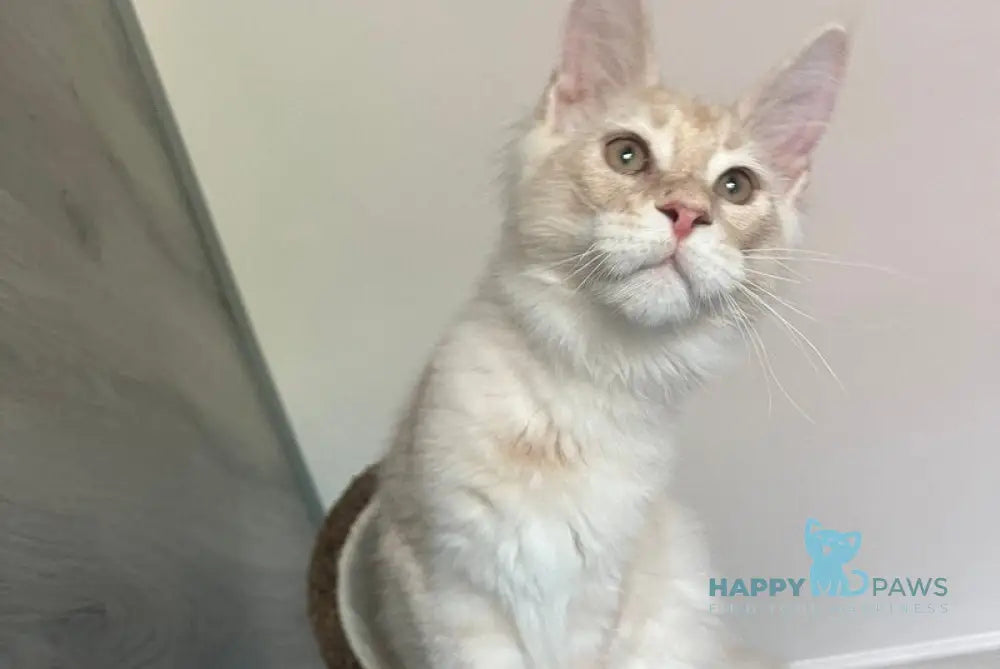 Yunus Maine Coon male cream silver live animals